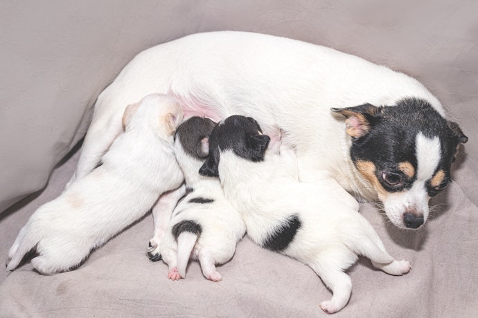 Untuk anjing hamil dan menyusui, pilih juga susu untuk bayi anjing, tetapi tetap prioritaskan nutrisi dari sumber lain