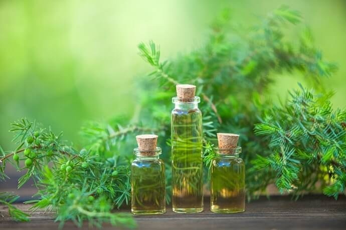 Tea tree, rose, dan honeysuckle: Bermanfaat mengatasi permasalahan kulit kepala