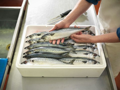 Ikan tenggiri, lebih kuat rasa dan aromanya