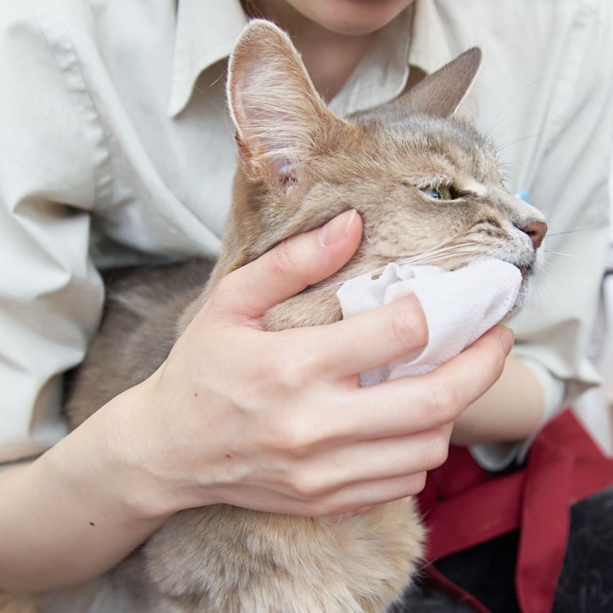 Sheet type untuk kucing yang belum terbiasa