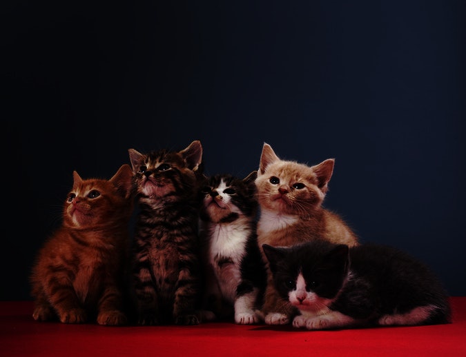Anak kucing, tumbuh sehat dengan vitamin A, B, D, E, dan K