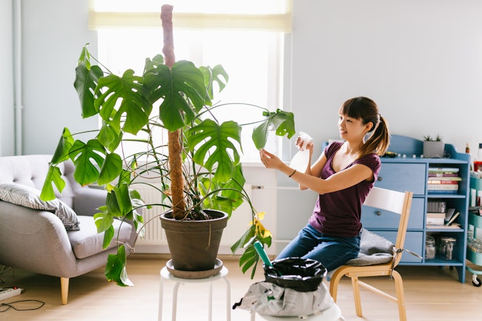 Monstera deliciosa, ukurannya lebih tinggi dan cocok untuk interior rumah