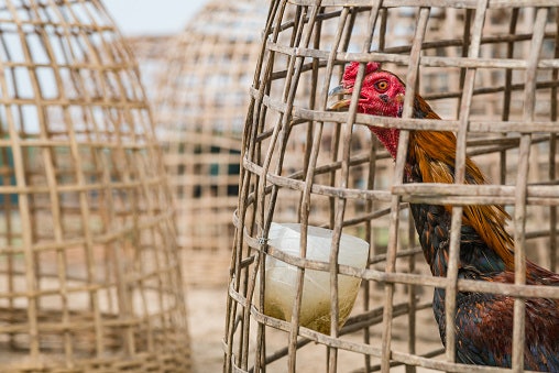 Kurungan ayam: Model tradisional dan lebih ekonomis