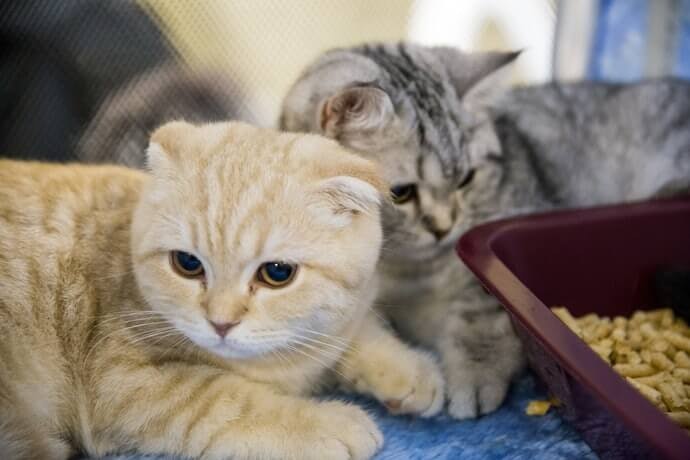 Tipe grain free: Dianjurkan untuk kucing yang alergi gandum