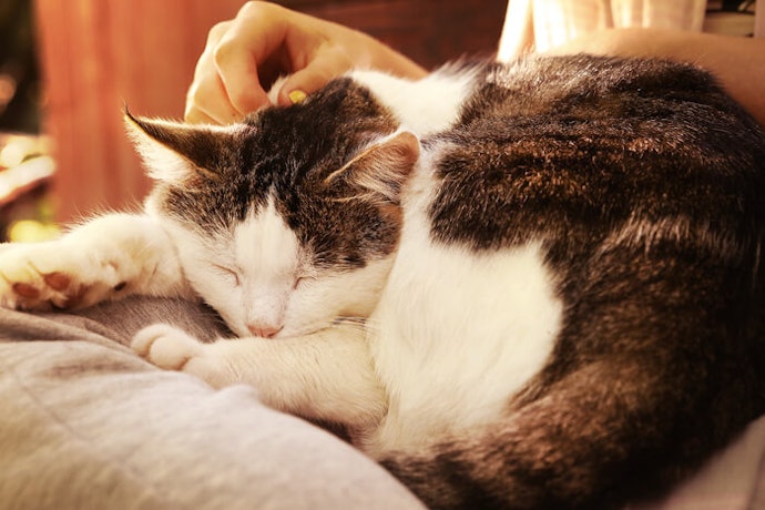Kucing berusia lanjut: Susu bebas laktosa dengan banyak manfaat kesehatan