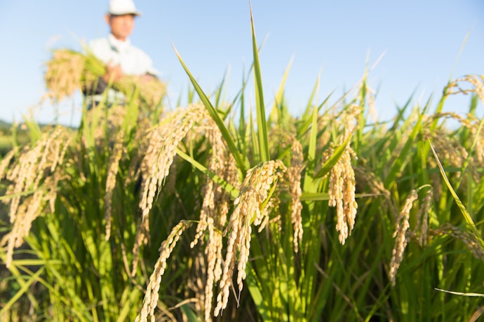Benih padi INPARI, cocok dikembangkan di sawah irigasi dan memiliki homozigositas tinggi