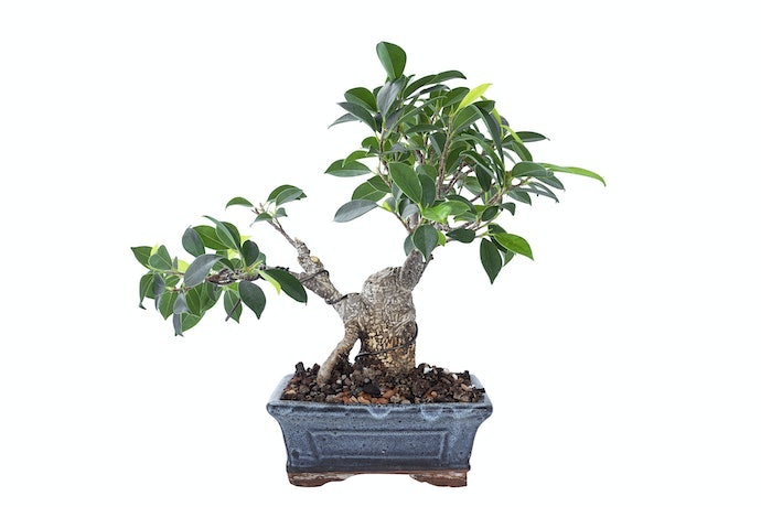 Bonsai kimeng, ketahanan hidupnya lama dan daunnya kaya antioksidan