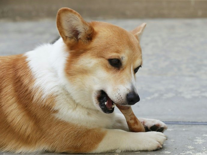 Mainan tipe gigit, efektif menguatkan gigi dan rahang anjing