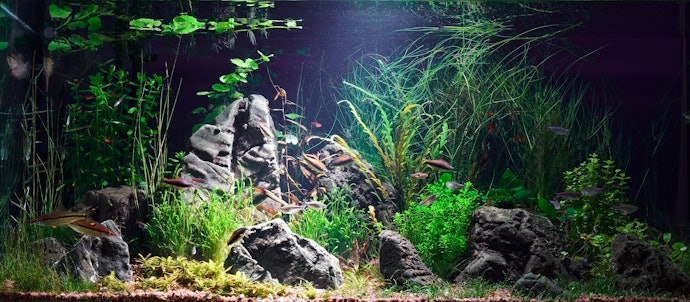 Nature style, bisa menggunakan batu ohko atau dragon stone