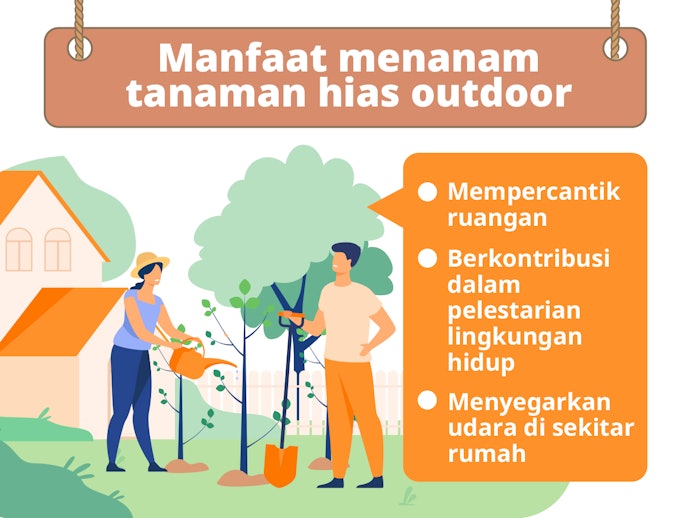Bibit tanaman hias outdoor, memperindah halaman rumah