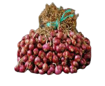 Varietas Kuning, umbinya besar dengan warna merah gelap
