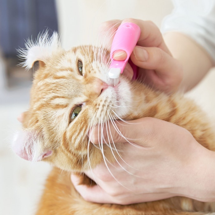 Finger type untuk kucing yang mulai terbiasa disentuh di area mulut