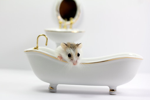 Digging, membersihkan sekaligus menjadi tempat hamster menggali