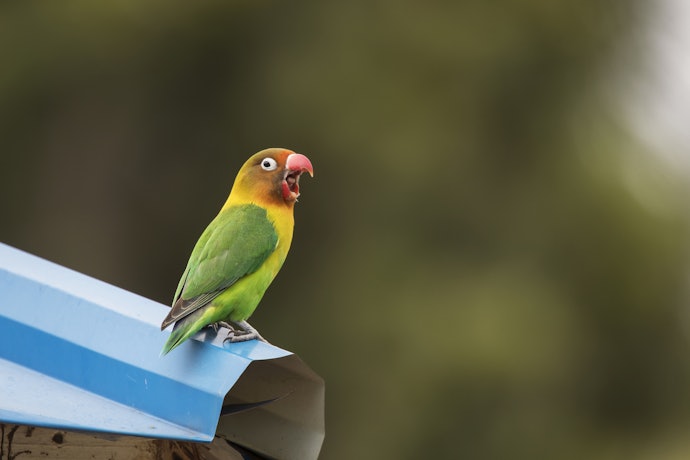 Vitamin E: Agar kicau burung makin merdu