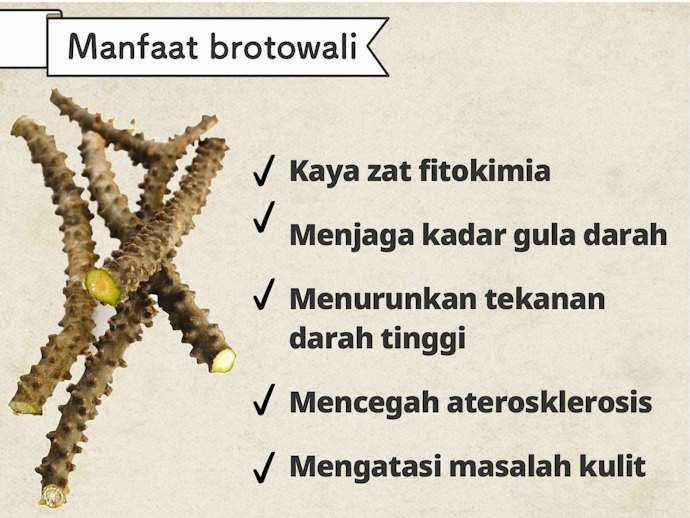 Brotowali: Rasanya pahit, tetapi kaya manfaat