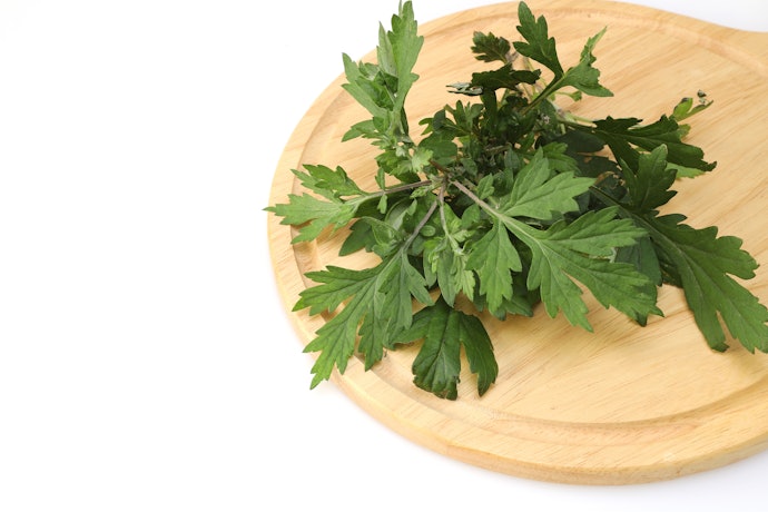 Mugwort: Bersifat antibakteri dan anti-inflamasi