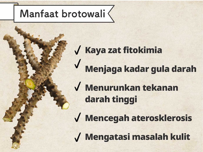 Brotowali: Rasanya pahit, tetapi kaya manfaat