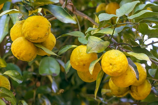 Aroma citrus, seperti jeruk, bergamot, dan yuzu: Wanginya menyegarkan dan cocok untuk meningkatkan mood di waktu senggang