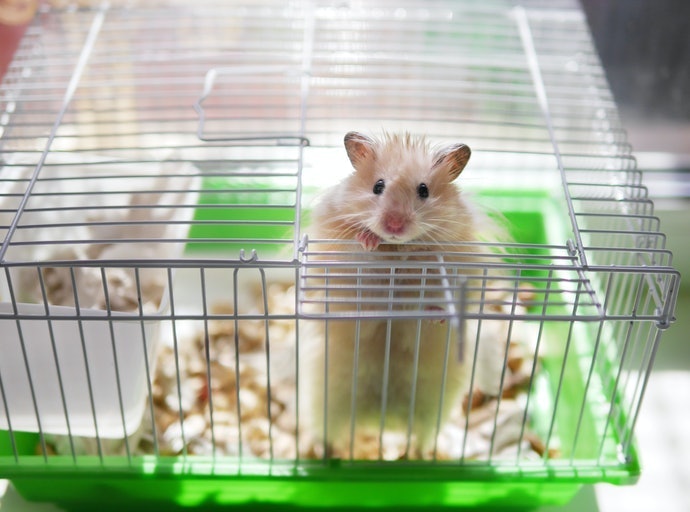 Hamster dewasa, membutuhkan banyak serat